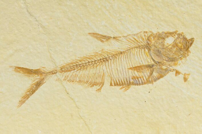 Detailed Fossil Fish (Diplomystus) - Wyoming #345364